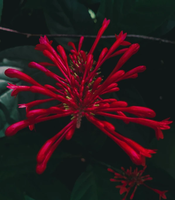 a flower with red petals surrounded by some green leaves