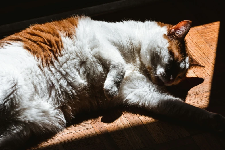 an orange and white cat sleeping on its side on a hardwood floor