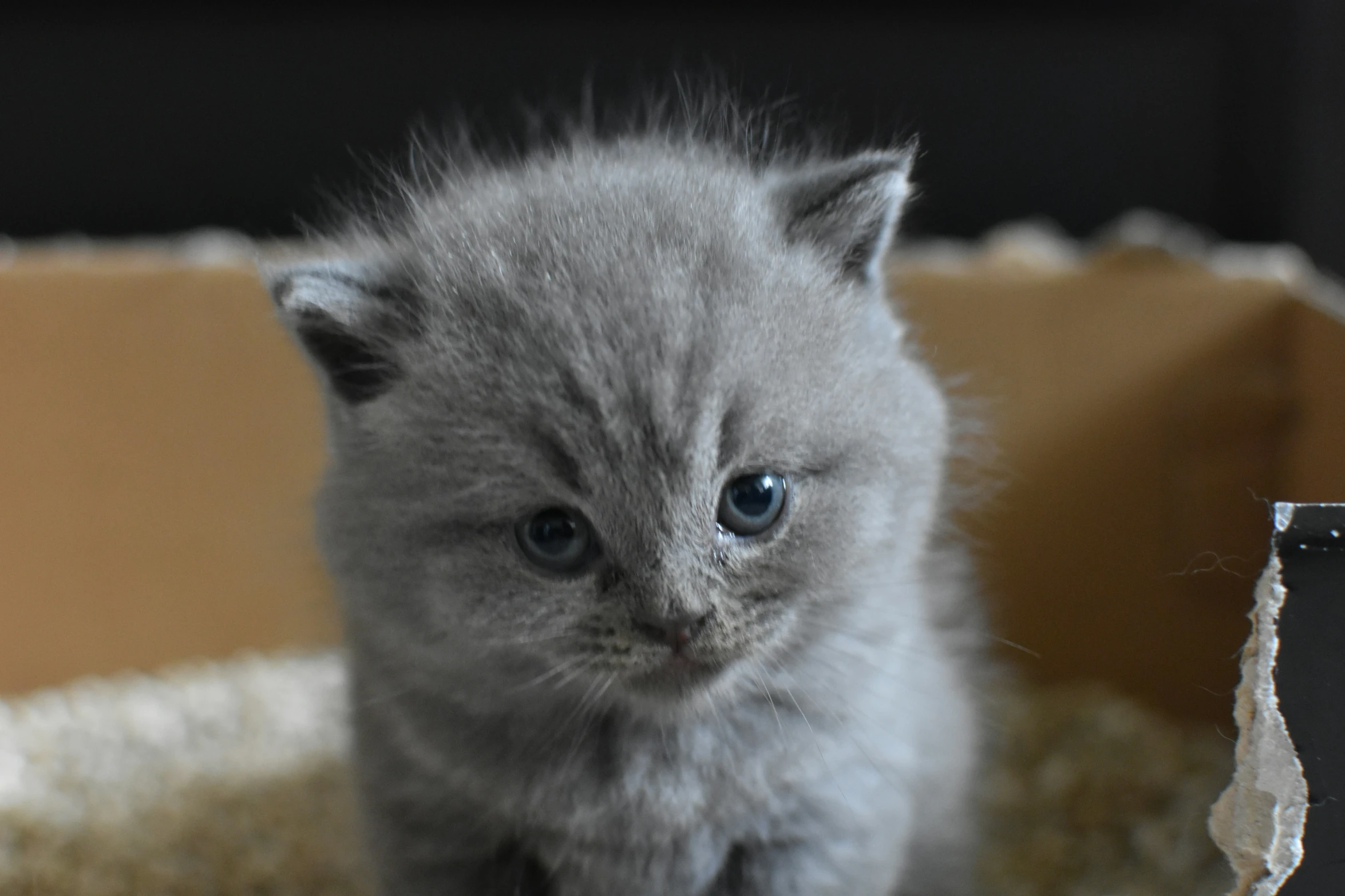 a young kitten is sitting in a cardboard crate