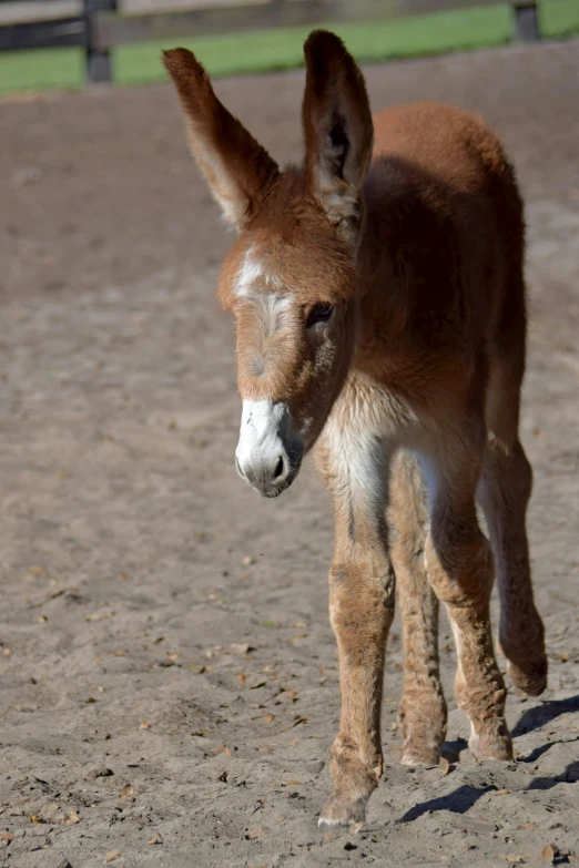 small donkey walking around on dirt ground next to fence