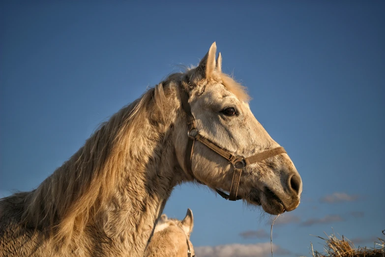 a large brown horse next to a smaller horse