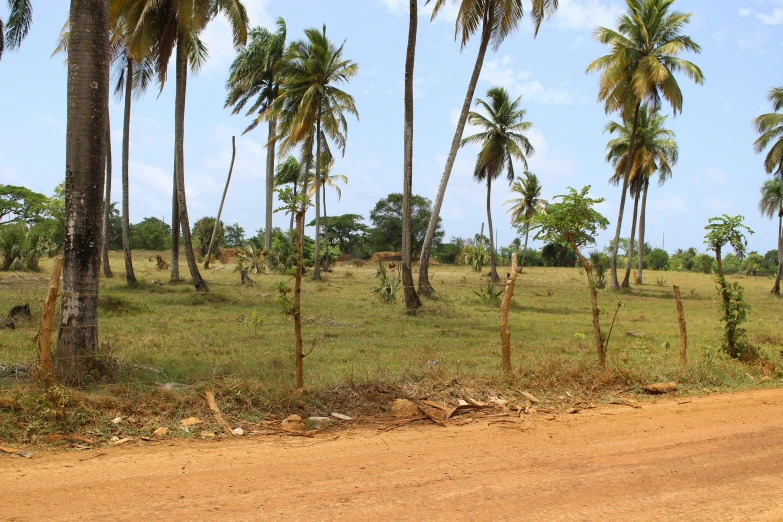 a dirt road surrounded by palm trees and brush