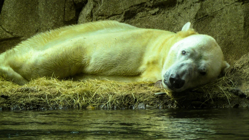 a polar bear is laying on the ground