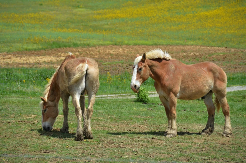 the two horses are standing in a field