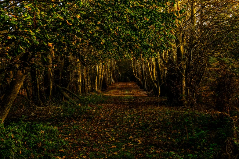 an image of tree lined dirt trail going through it