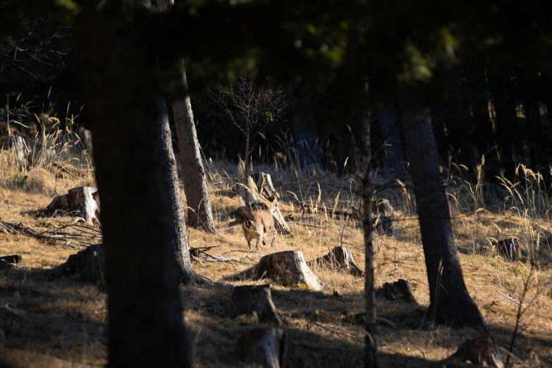 a big animal running in the woods alone