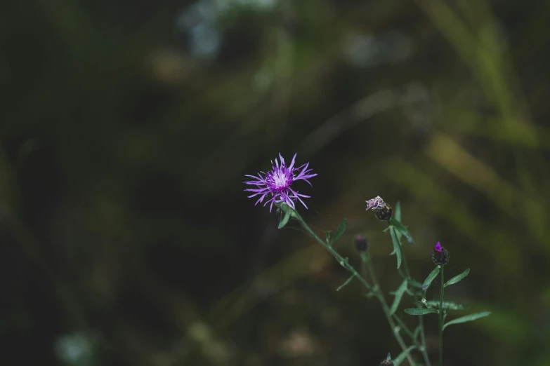 purple flowers are growing tall with blurry background