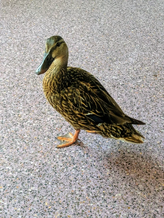 a duck on a city street with it's head turned backwards