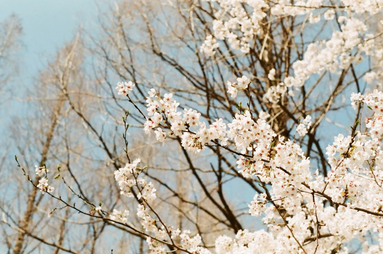 a flowering tree with leaves and the sky behind it