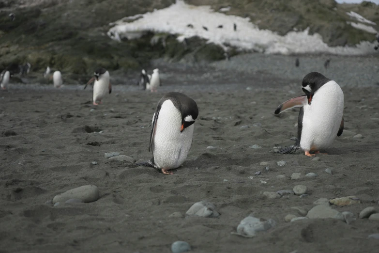 two black and white penguins walking on a rocky beach