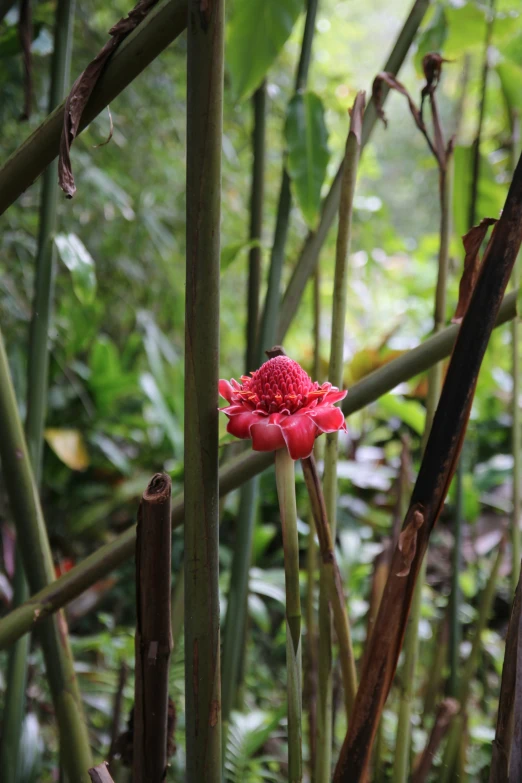 this is a closeup s of some nches and a flower