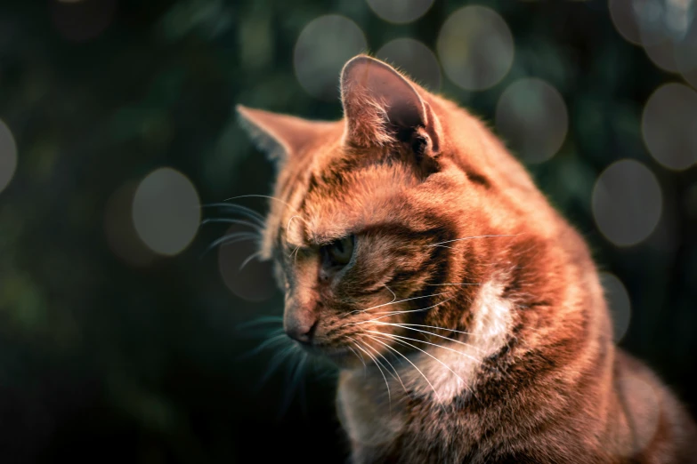 a cat looking straight ahead while sitting in the grass