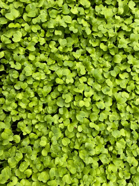 many small green plants with little leaves growing on it