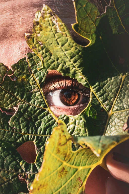 the eye is peaking through the leaves to look at soing