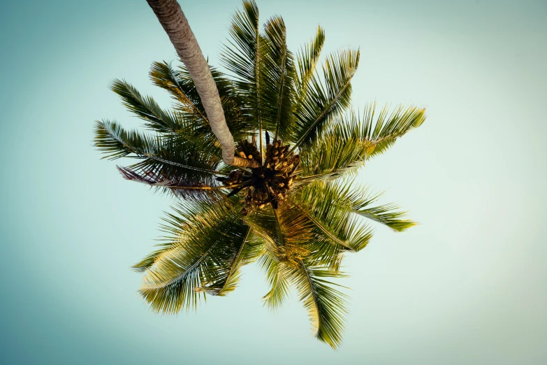 a high up view of a palm tree with bright blue sky