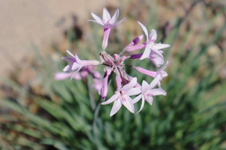 a bunch of small purple flowers on a bush