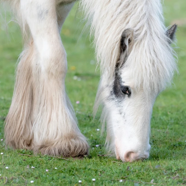 there is a white horse with a white mane grazing on green grass