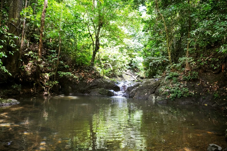 an image of a stream in the forest