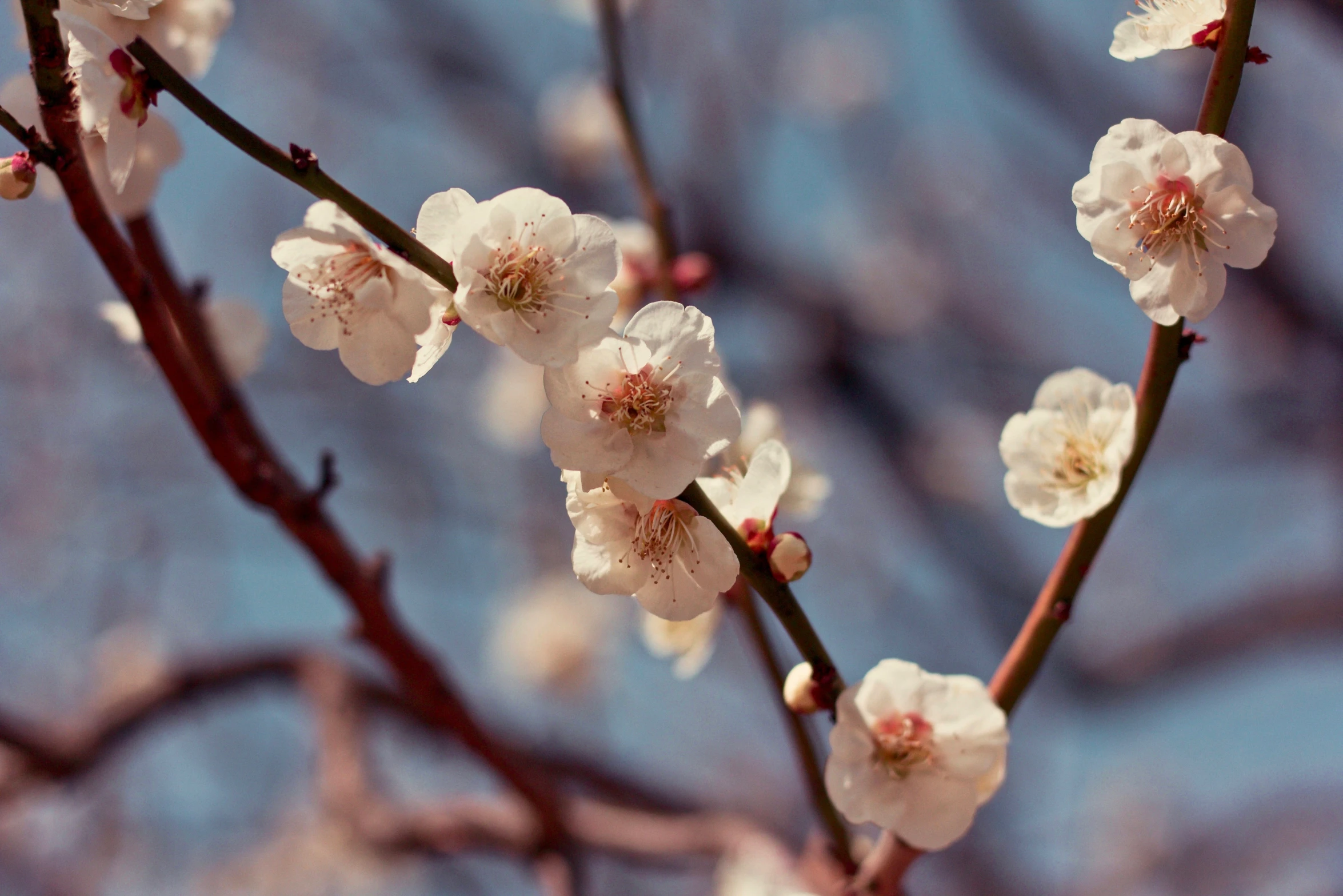 white blossoming flowers are still growing in the bush