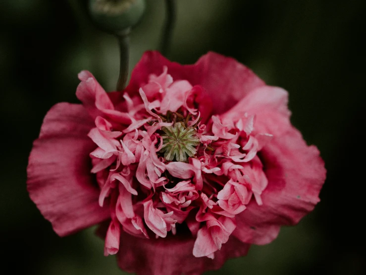 the petals of a large pink flower blooming