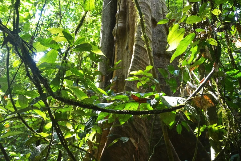 a view from the tree top through a bunch of nches