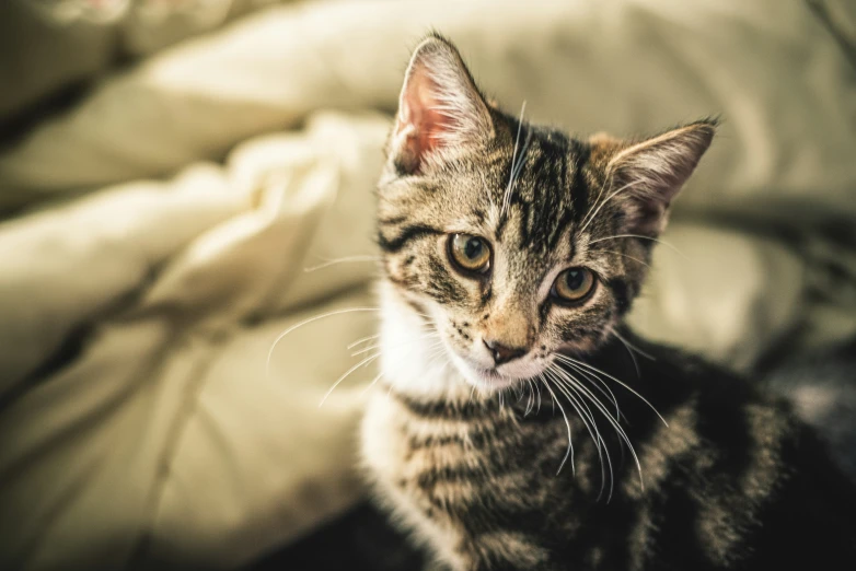 a close up of a kitten on a bed