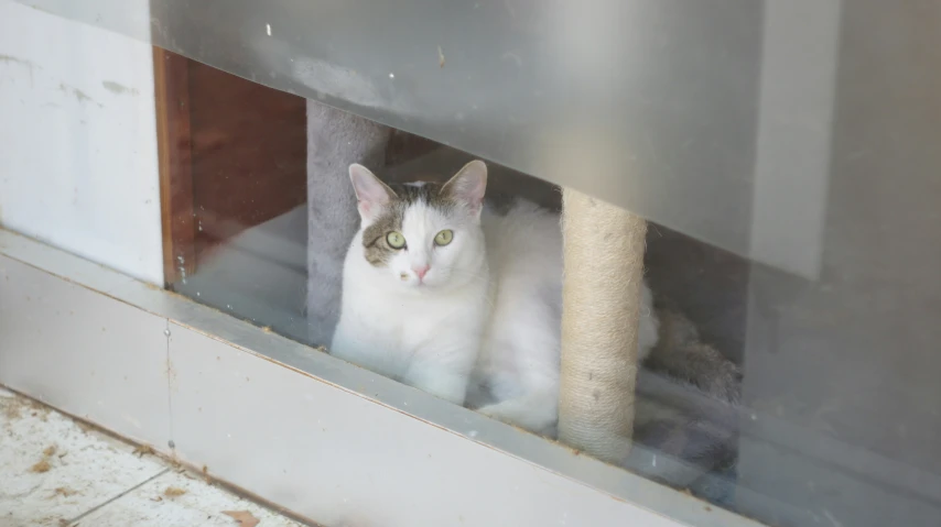 white and gray cat behind window with reflection