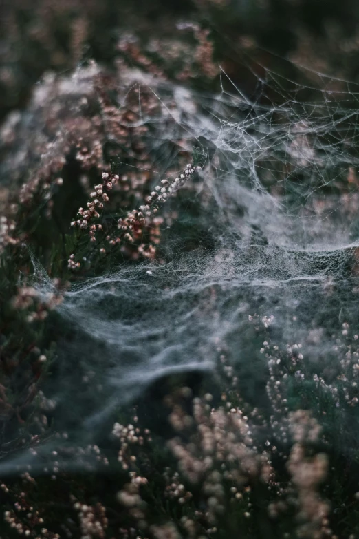 a spider web on a bush with a blurry image in the background