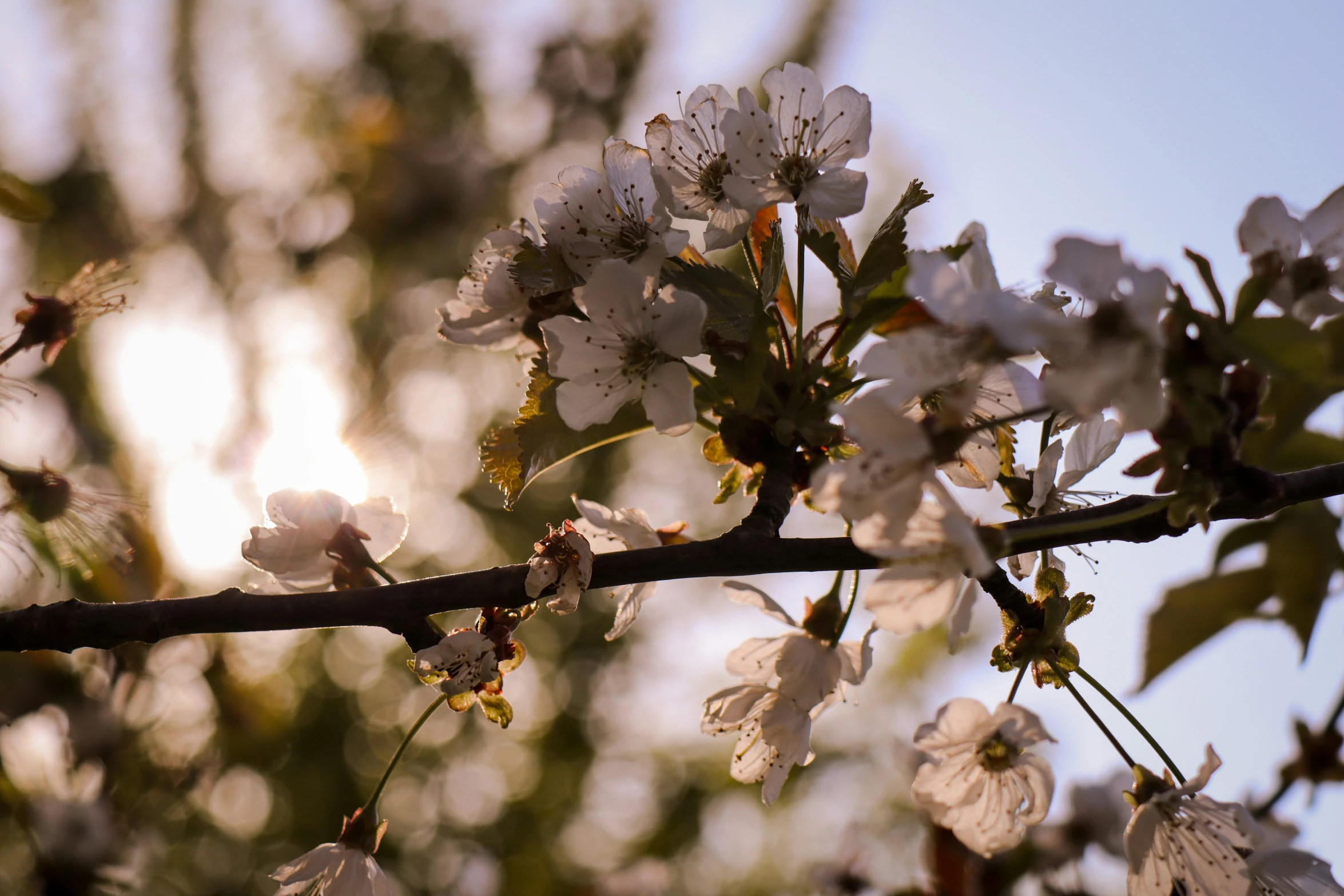 closeup of flowers, nches and leaves, with sun in the background