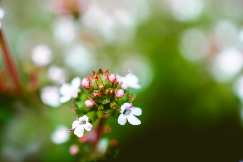 a little plant that is in some kind of flower garden