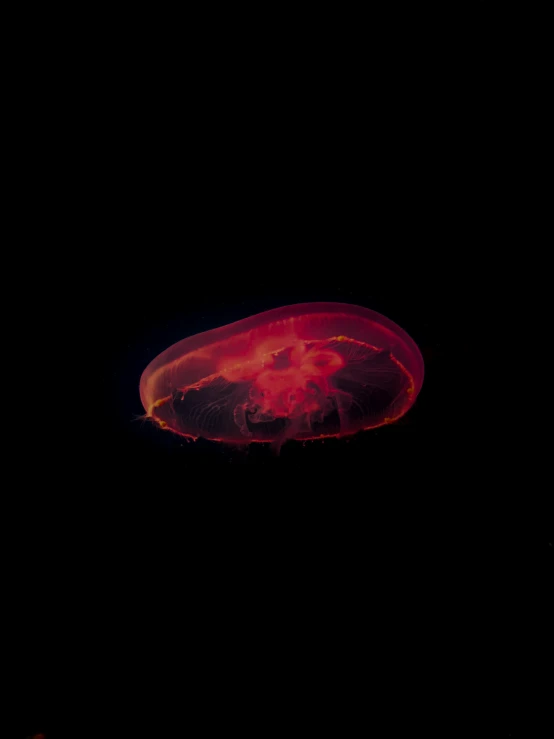 a group of jellyfish floating in the ocean at night