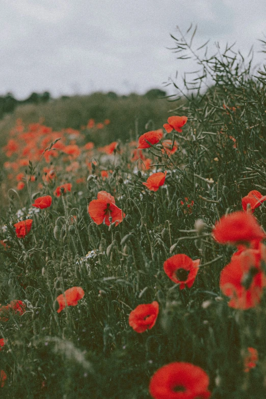 a field with many red flowers in the middle