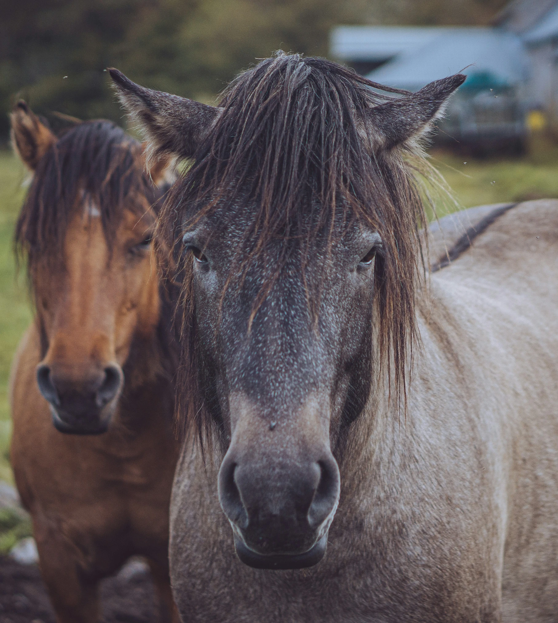 two horses standing next to each other on a field