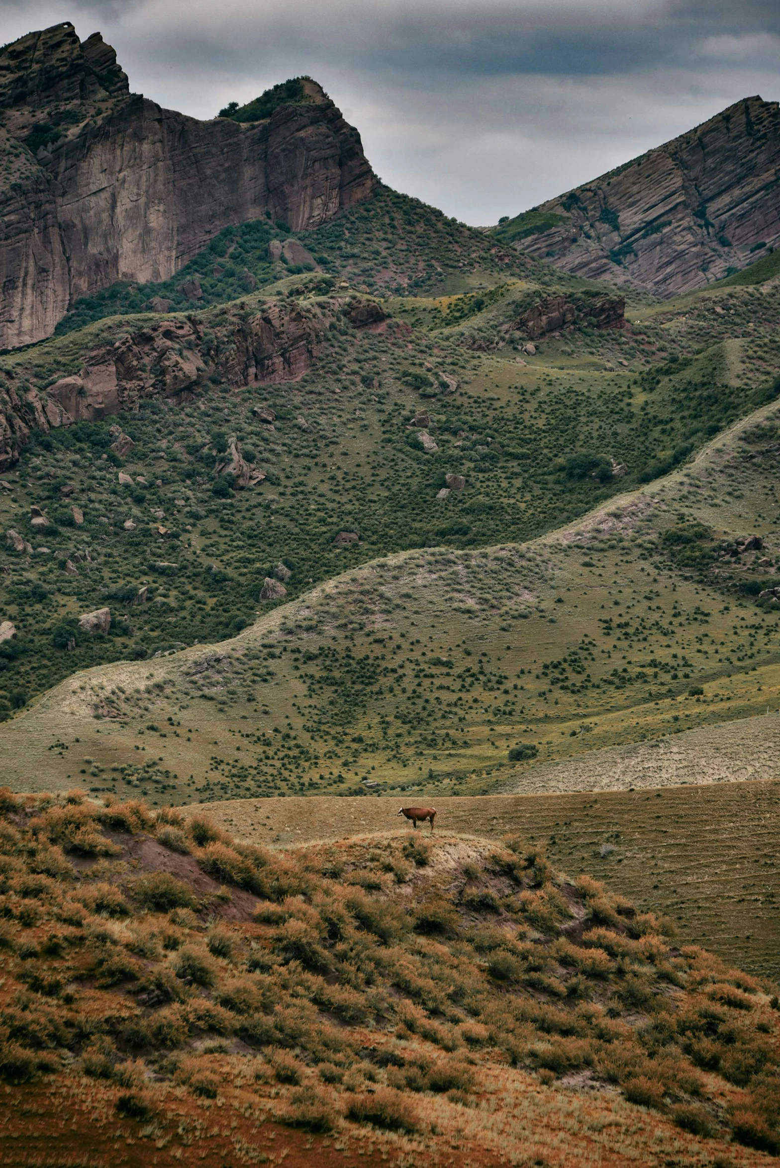 some hills are in the background and a bear is standing on the grass near them