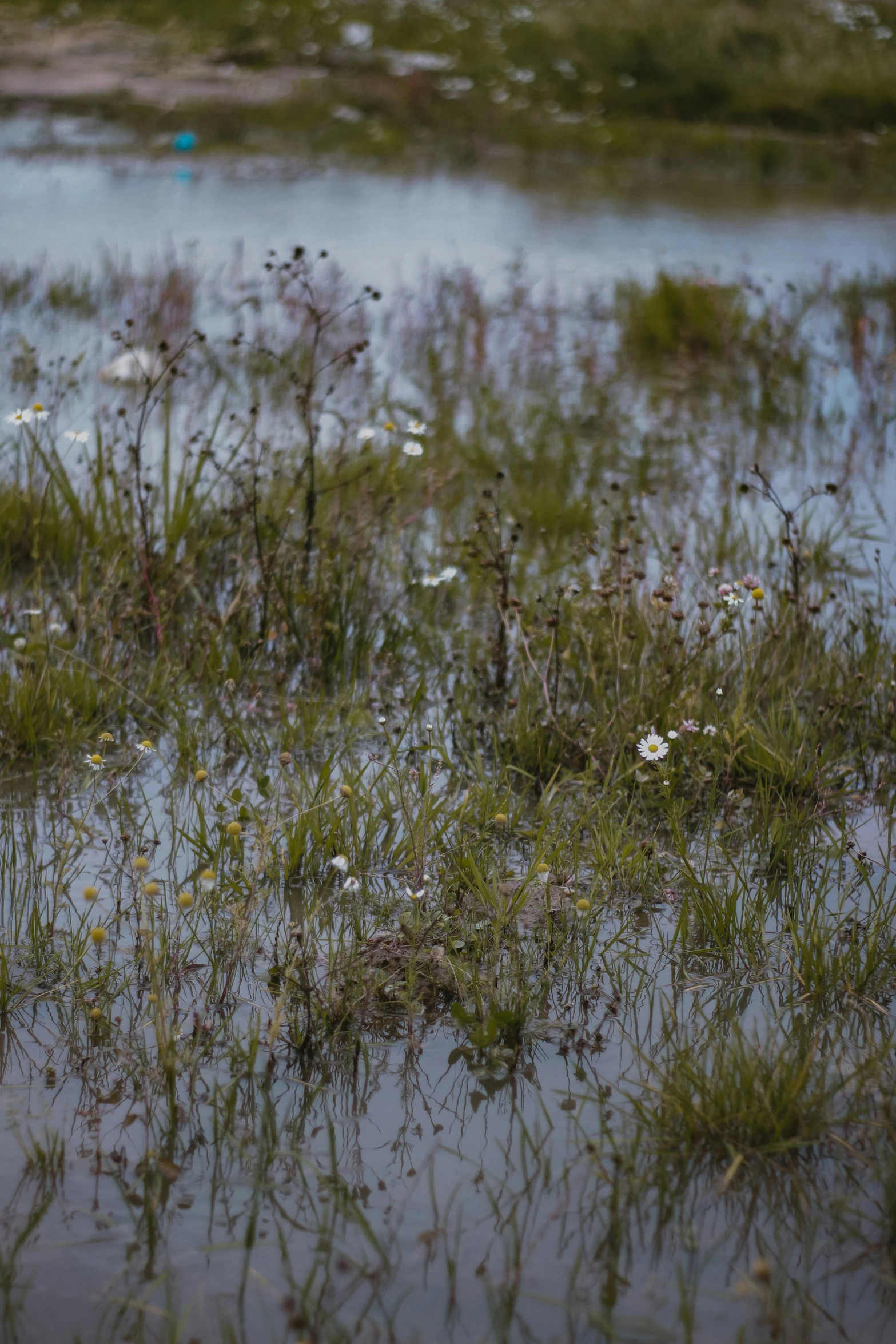 weeds growing in water with grass around it