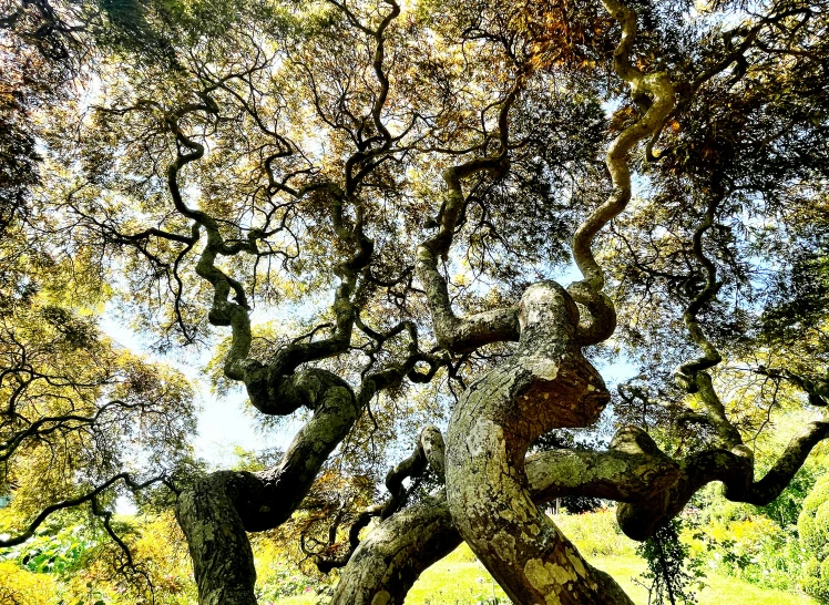 this is an abstract picture of an old tree