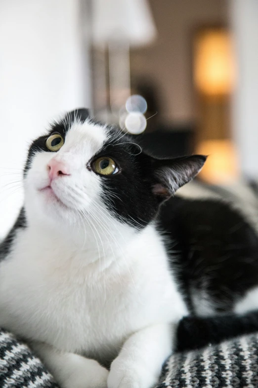 a black and white cat looking at soing