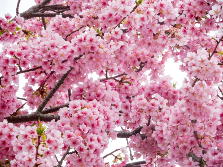 the nches of trees are filled with pink flowers