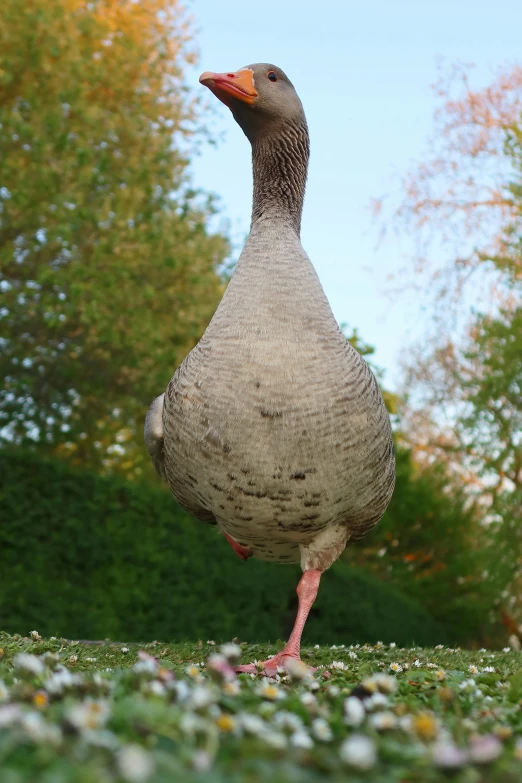 a duck standing in a field with trees in the background