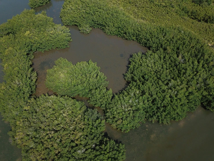 the aerial view of a water filled area with trees