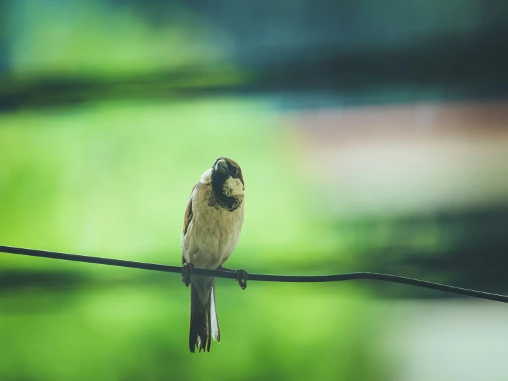 a bird sitting on a wire with trees in the background