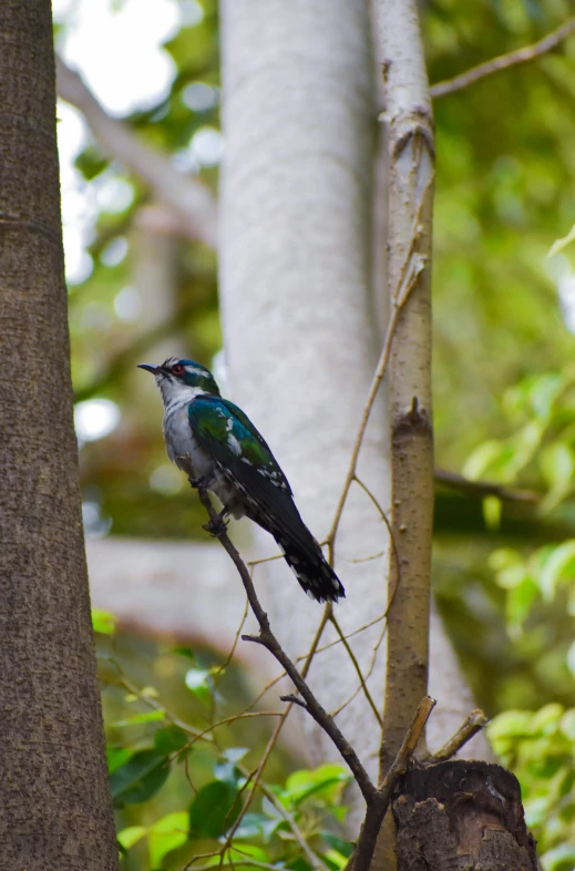 bird with colorful feathers sitting on nch next to large tree