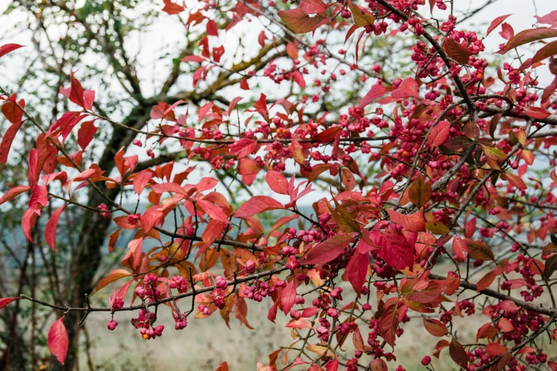 pink leaves of tree with mountains in background