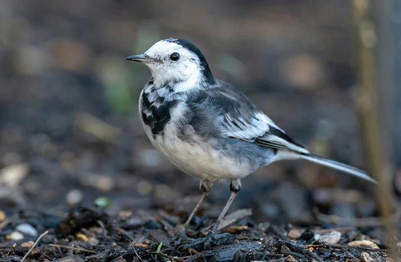 a small black and white bird standing on the ground