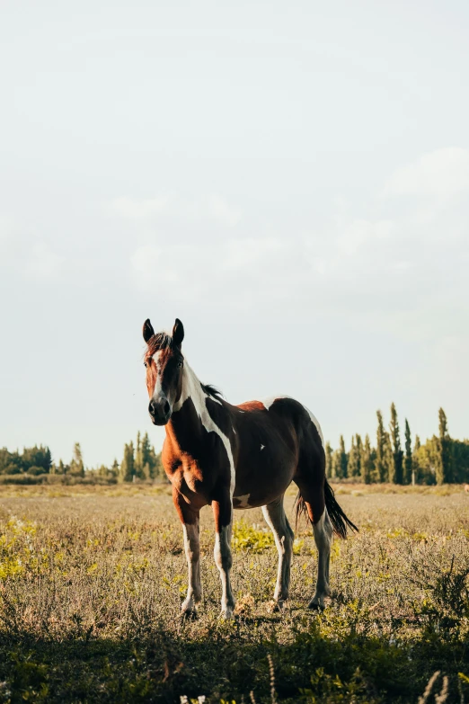 a horse standing in the middle of an empty field