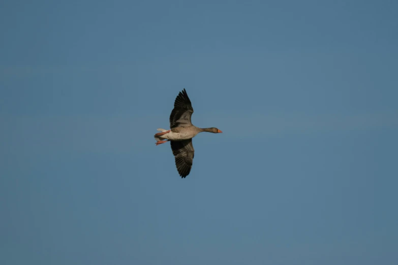 a seagull flying over the blue sky