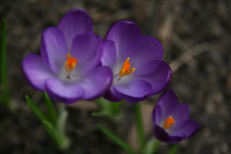three purple flowers with orange centers next to dirt