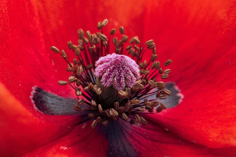 the inside of a red flower with brown stipulate
