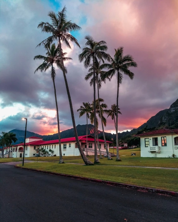 a group of three palm trees next to some buildings