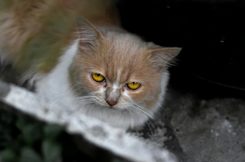 a cat looking out from underneath a tree